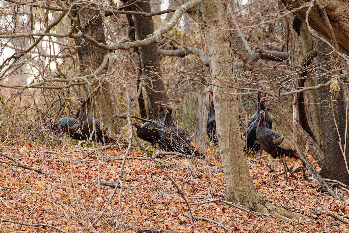 Wild Turkey - ML612963557