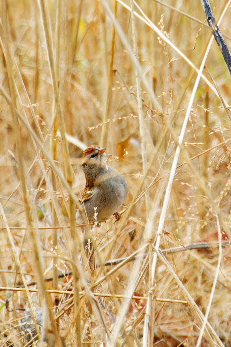 Chipping Sparrow - ML612963569