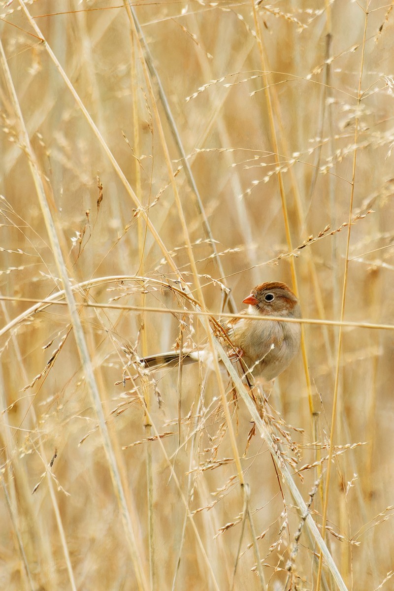 Field Sparrow - Ruogu Li