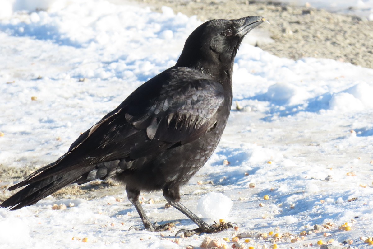 American Crow - ML612963592