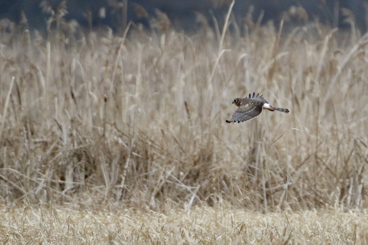 Northern Harrier - ML612963628