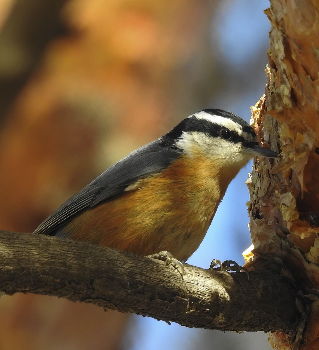 Red-breasted Nuthatch - Van Truan