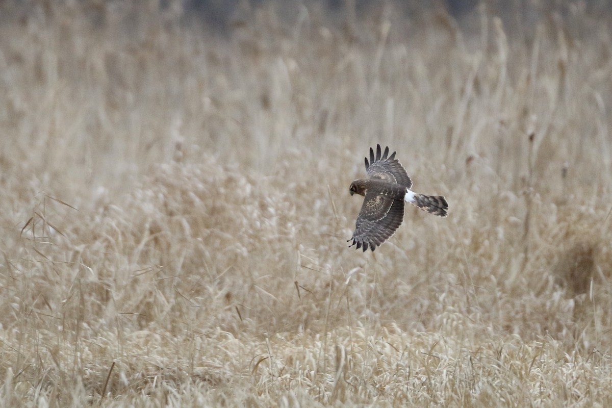 Northern Harrier - ML612963692