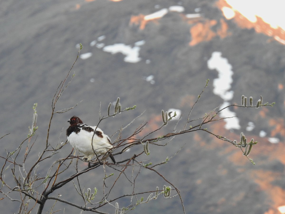 Willow Ptarmigan - Chris Coxson