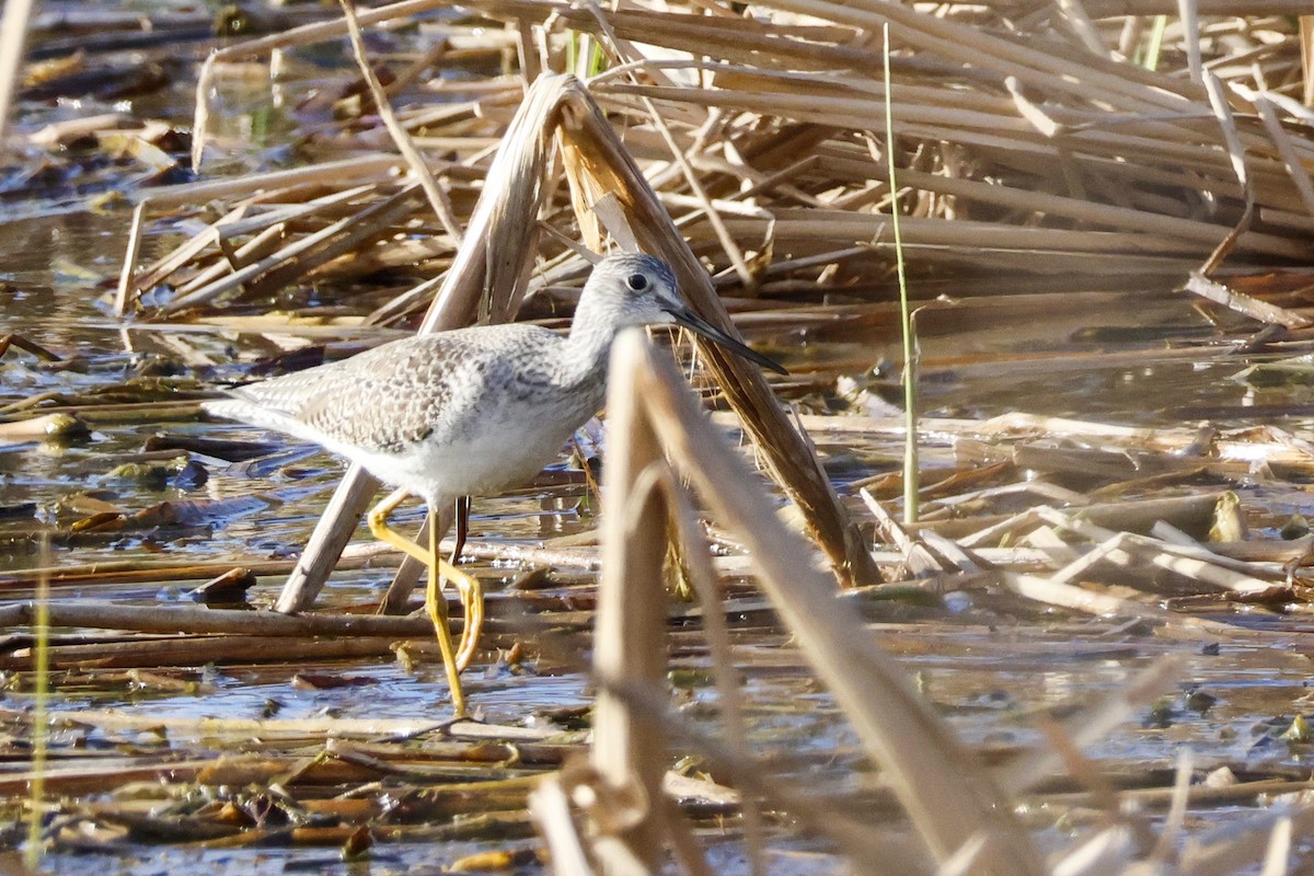 Greater Yellowlegs - ML612963872