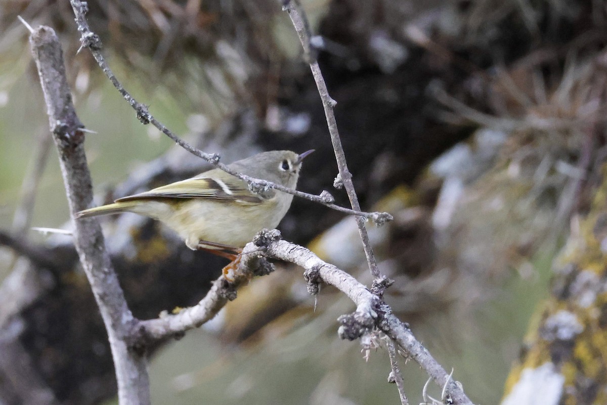 Ruby-crowned Kinglet - ML612963951