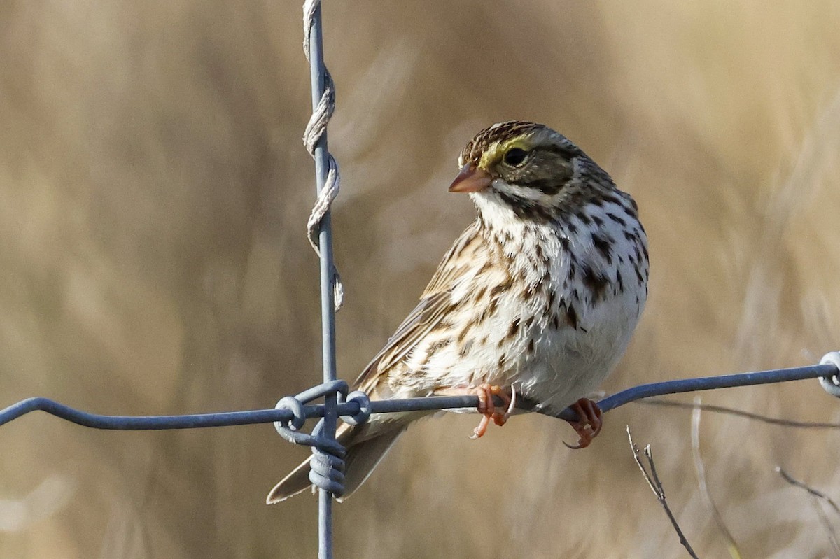Savannah Sparrow (Savannah) - ML612963974