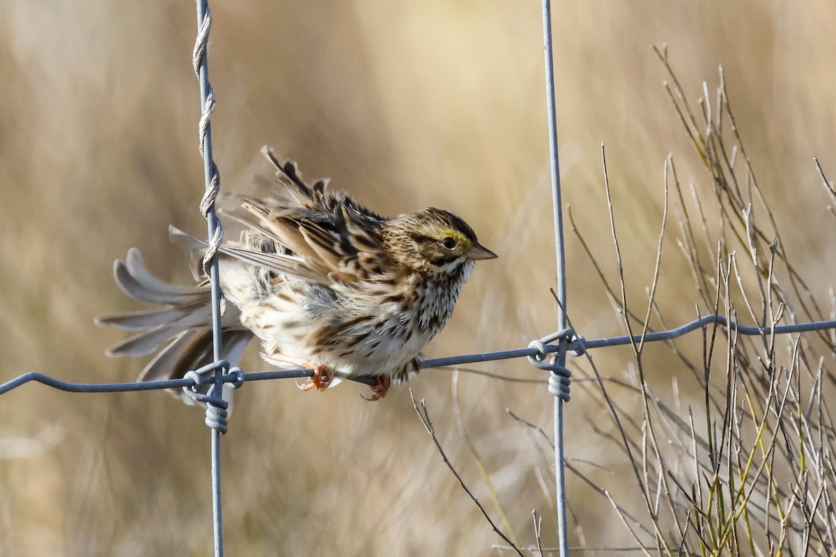 Savannah Sparrow (Savannah) - Parker Marsh