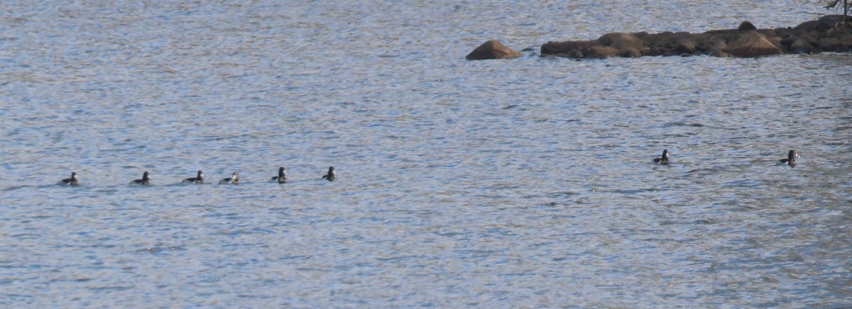 Ring-necked Duck - ML612963978