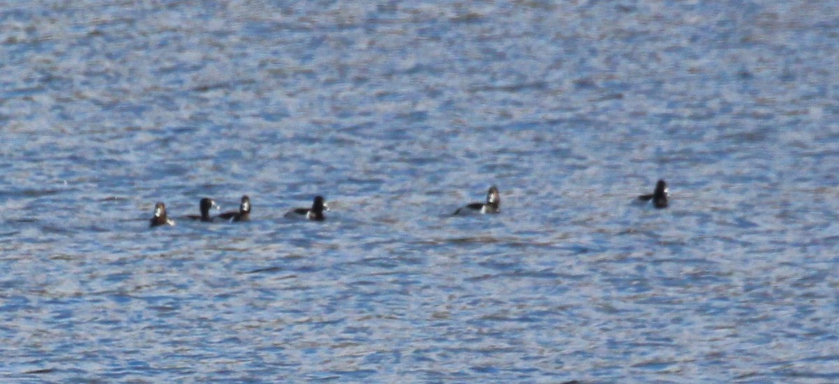 Ring-necked Duck - ML612964001