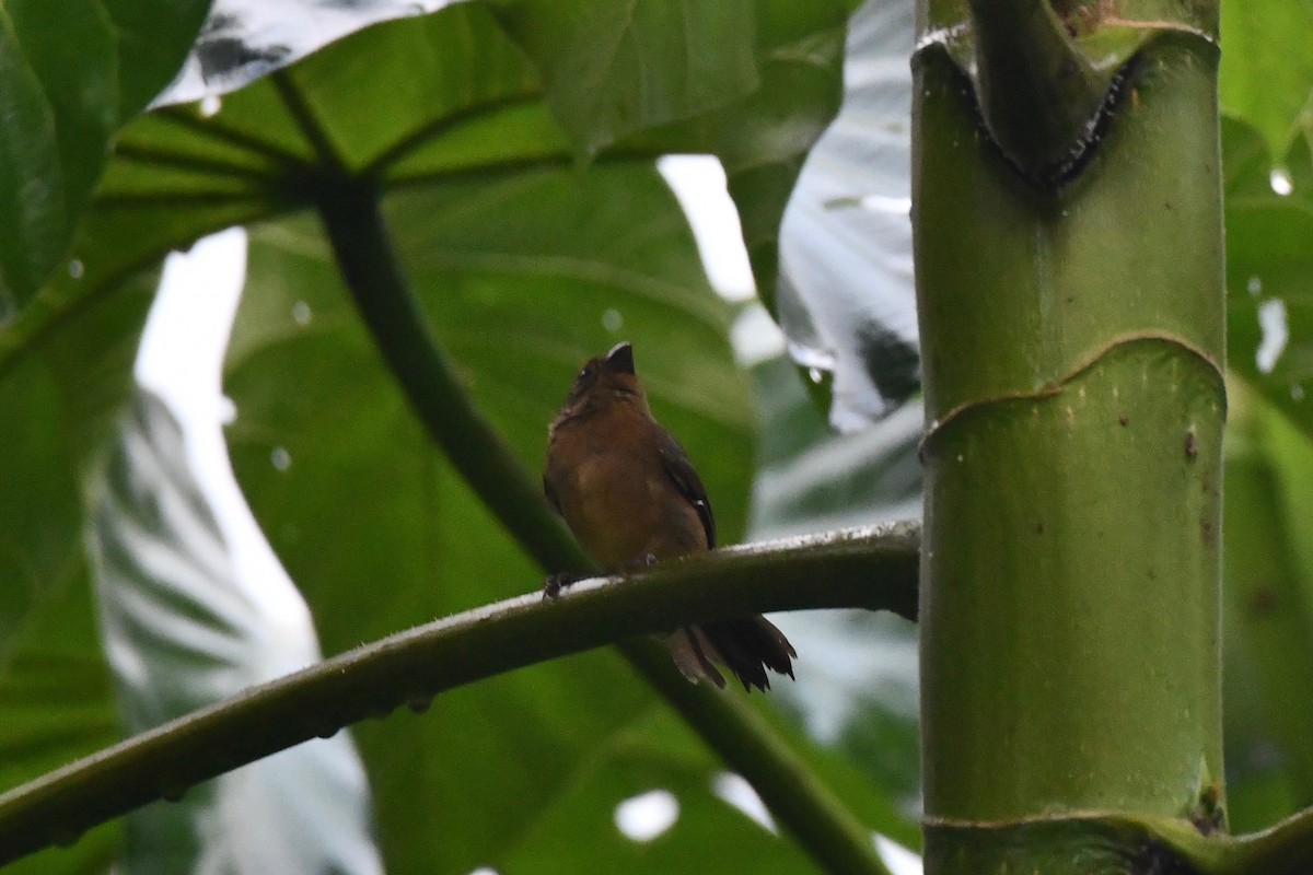 Wing-barred Seedeater (Caqueta) - Erik Atwell