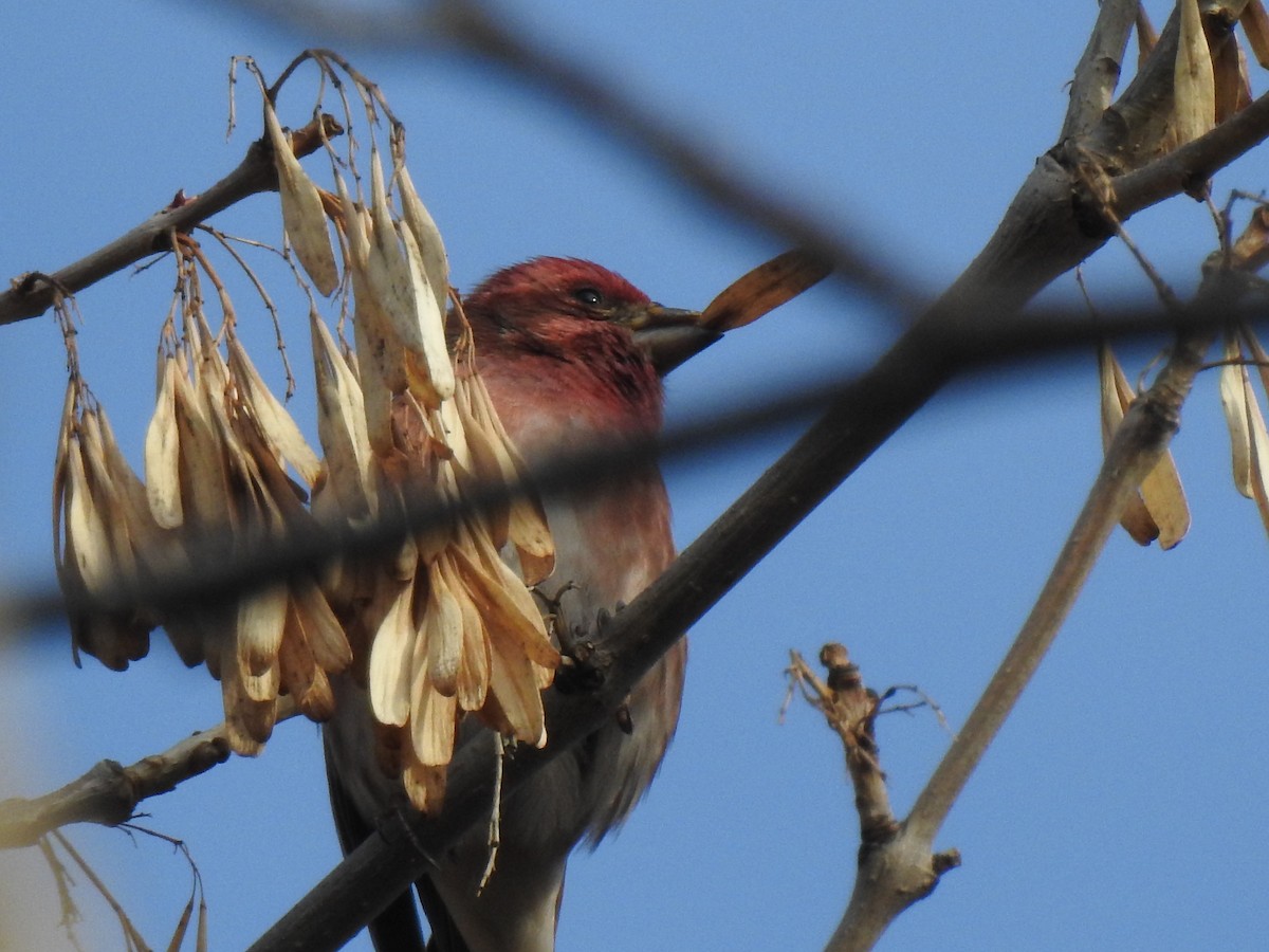 Purple Finch - ML612964229