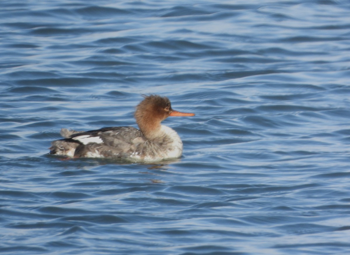 Red-breasted Merganser - ML612964239