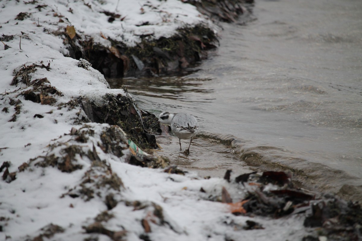 Red Phalarope - Jennifer Evans