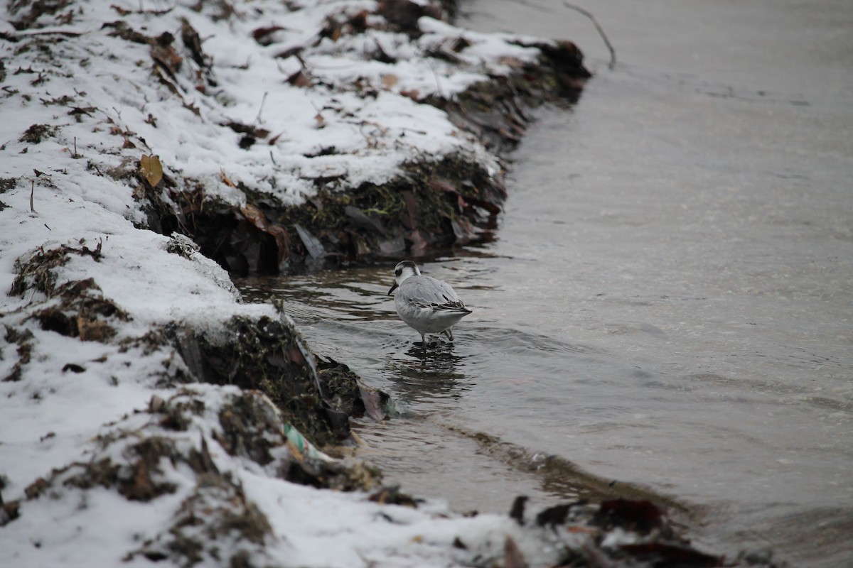 Red Phalarope - Jennifer Evans