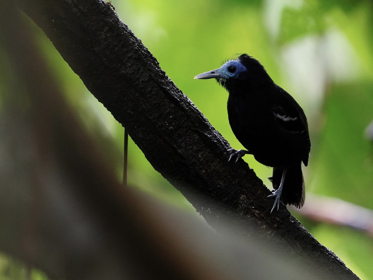 Bare-crowned Antbird - ML612964636