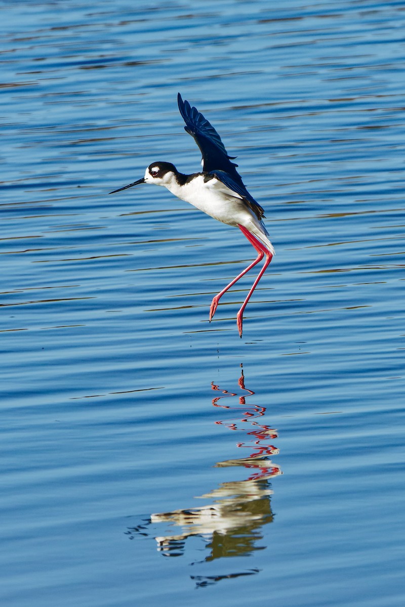 Black-necked Stilt - Zhennong Li