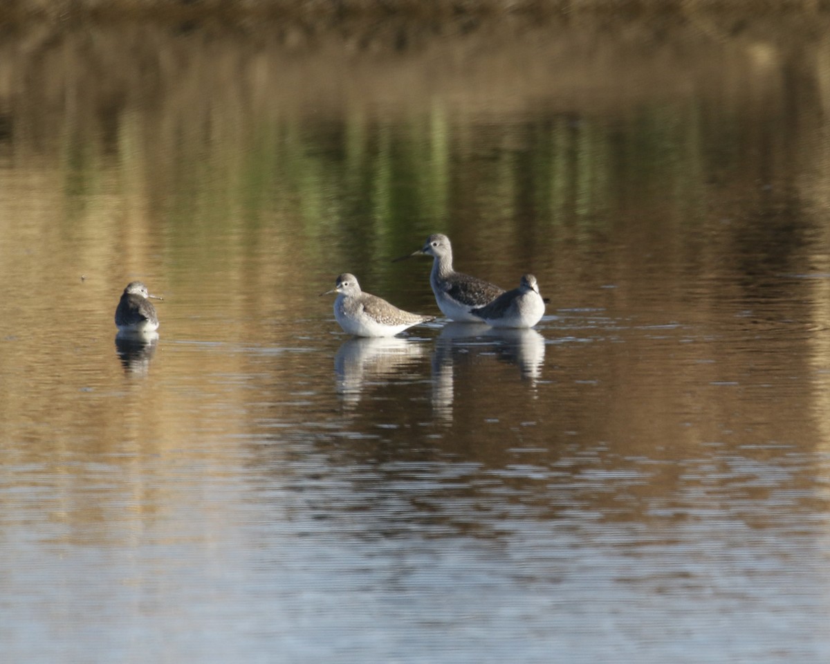 gulbeinsnipe - ML612964677