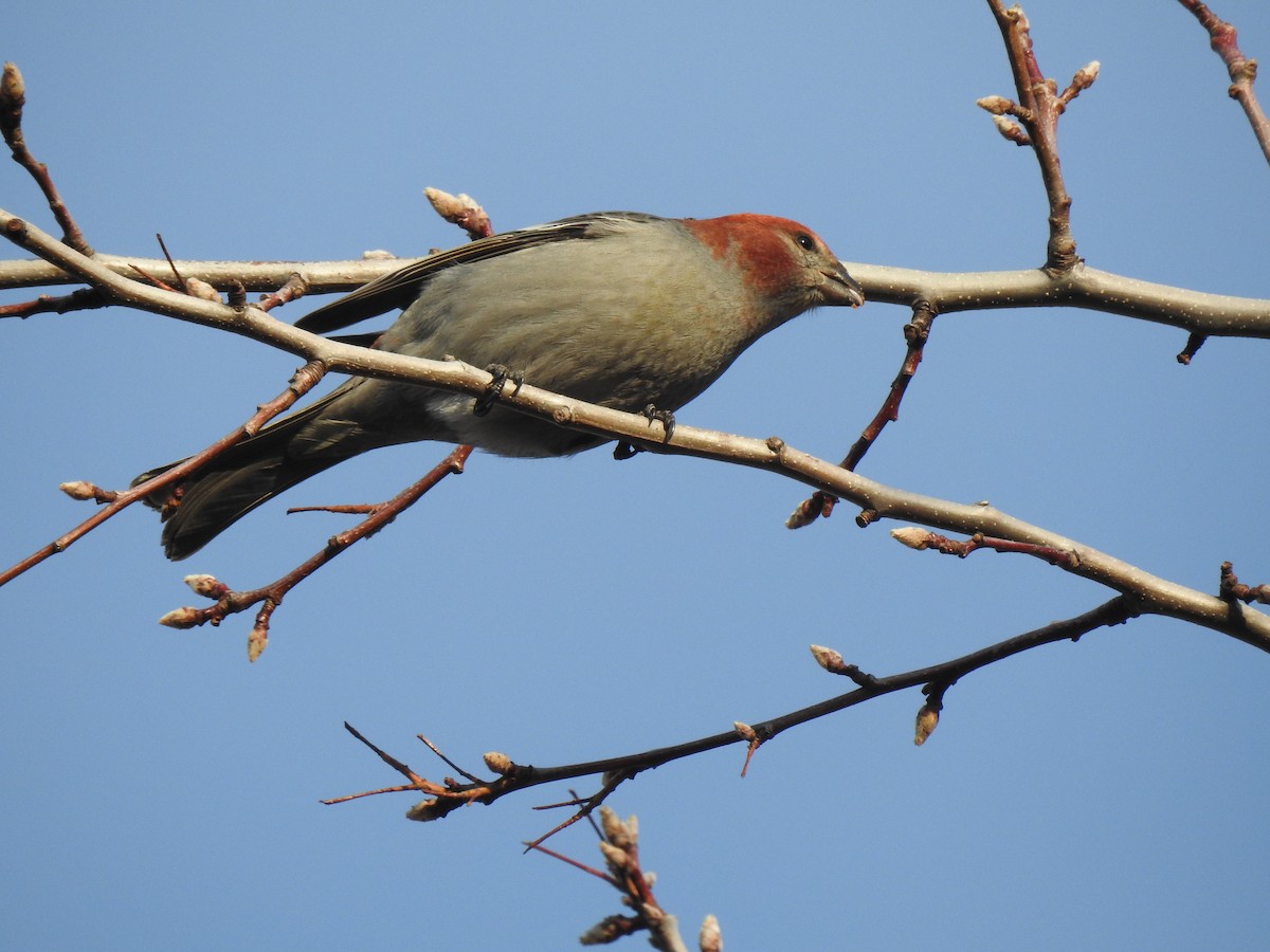 Pine Grosbeak - Yvonne Motherwell