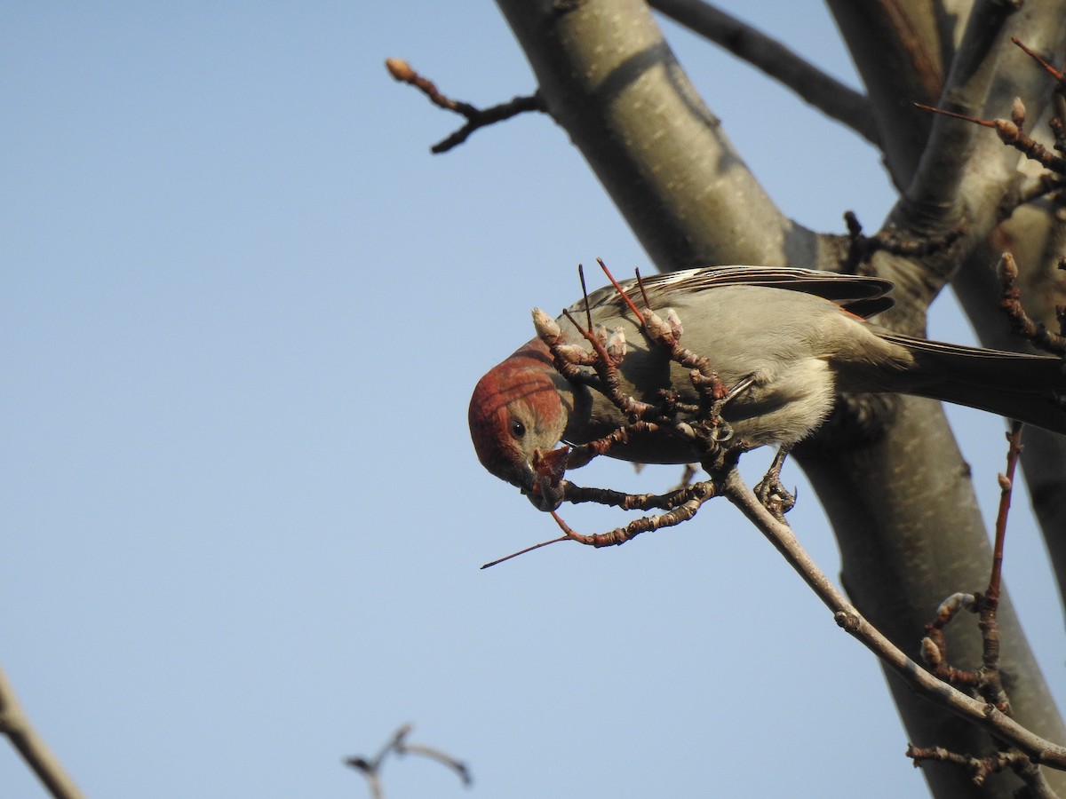 Pine Grosbeak - Yvonne Motherwell