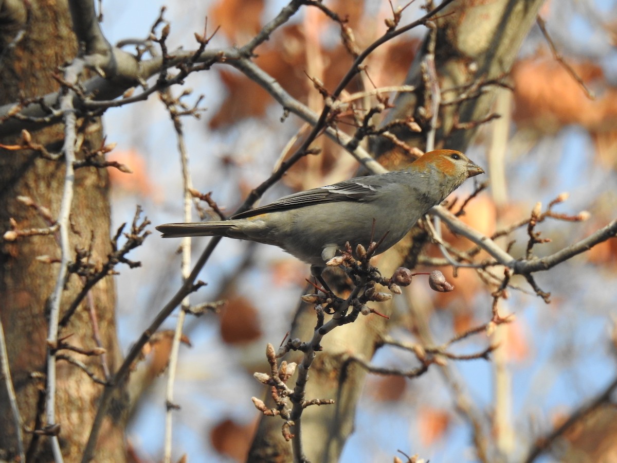 Pine Grosbeak - ML612964698