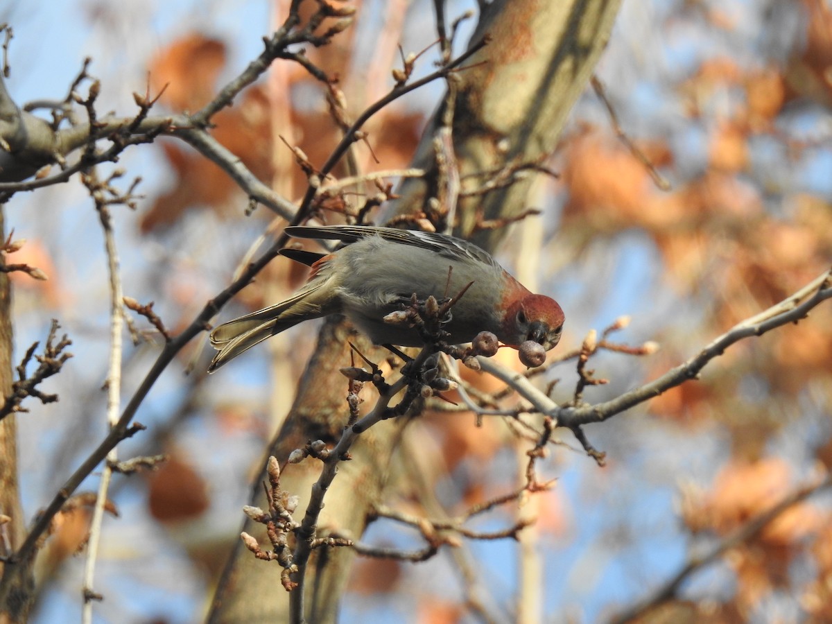 Pine Grosbeak - Yvonne Motherwell