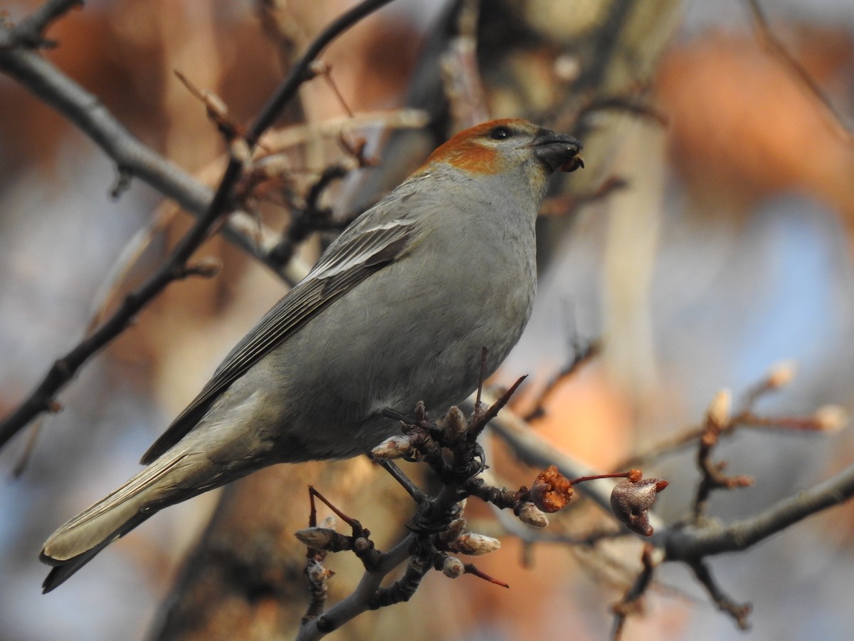 Pine Grosbeak - Yvonne Motherwell