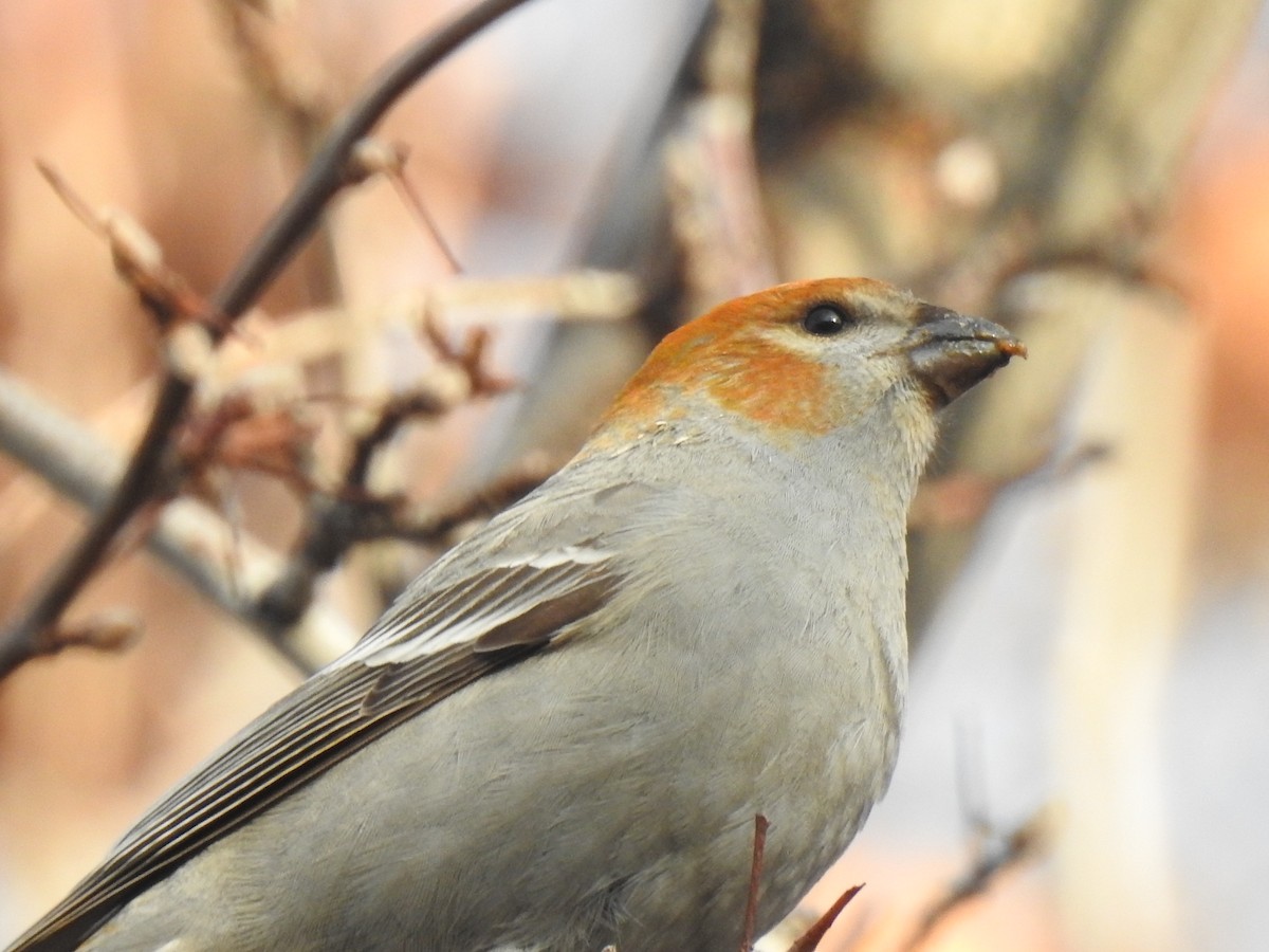 Pine Grosbeak - Yvonne Motherwell