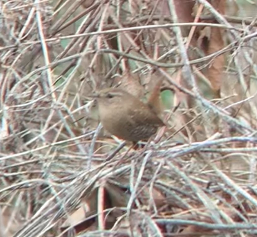 Winter Wren - ML612964760