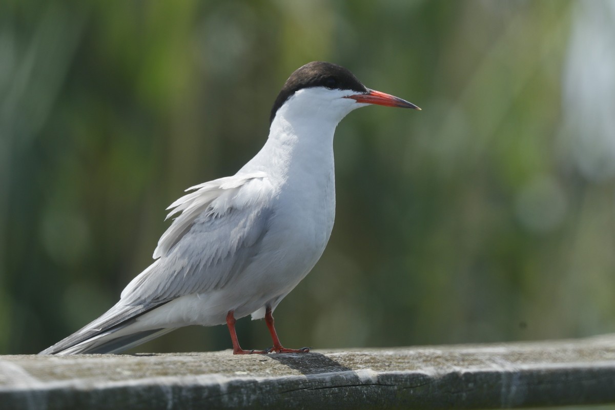 Common Tern - Jun Tsuchiya