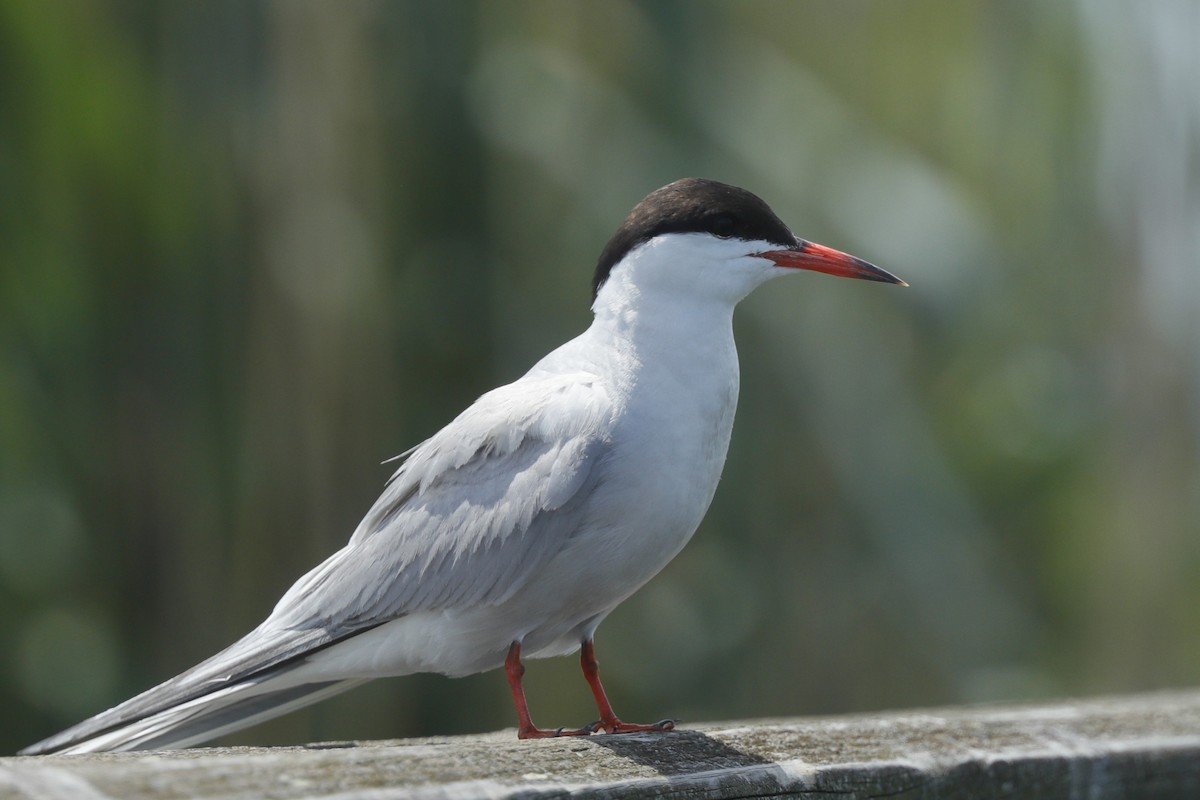 Common Tern - Jun Tsuchiya