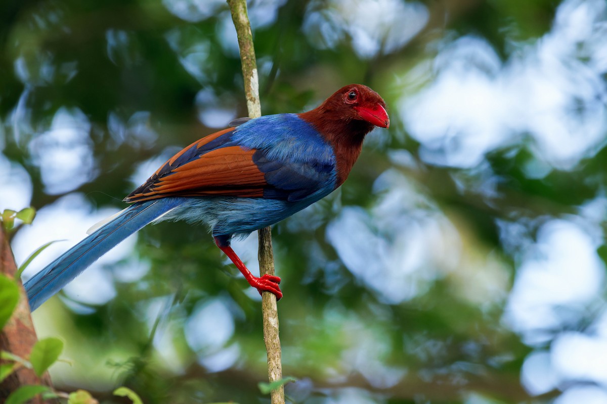 Sri Lanka Blue-Magpie - ML612964865