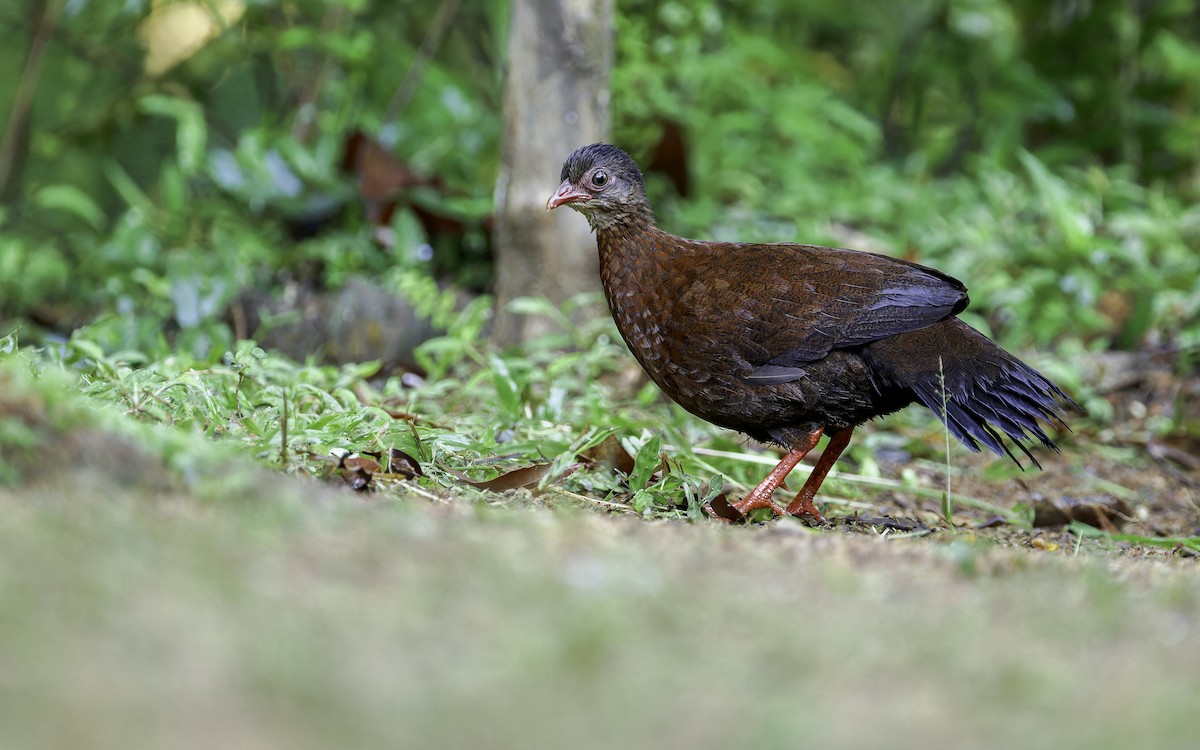 Sri Lanka Spurfowl - Blair Dudeck