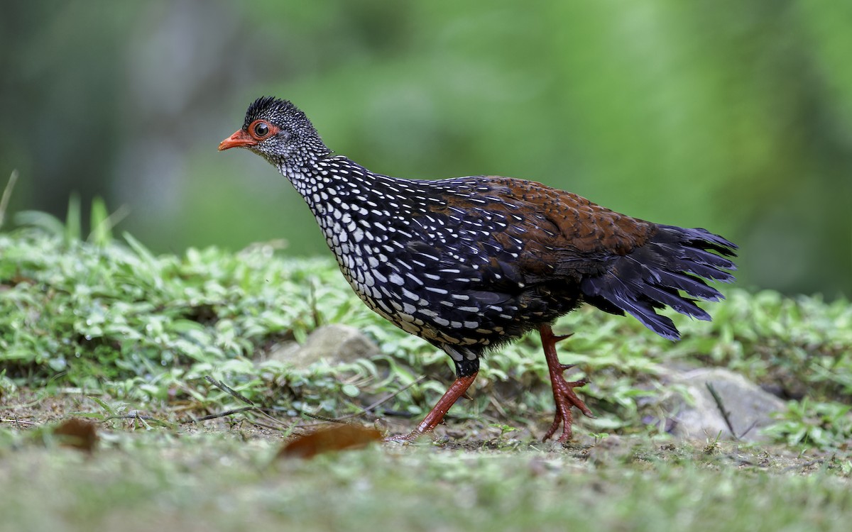 Sri Lanka Spurfowl - ML612964924