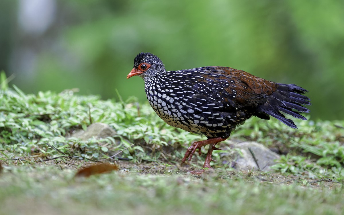 Sri Lanka Spurfowl - Blair Dudeck