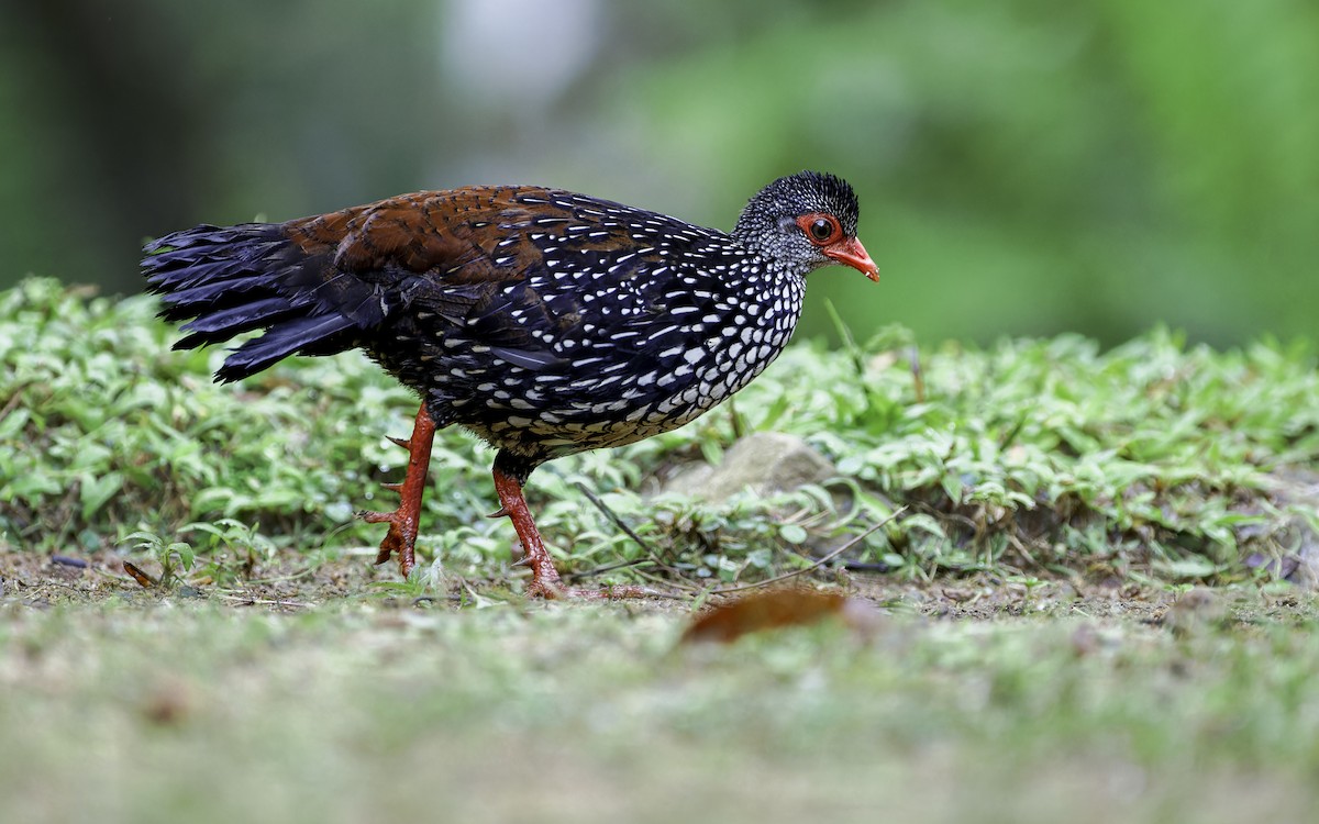 Sri Lanka Spurfowl - ML612964926