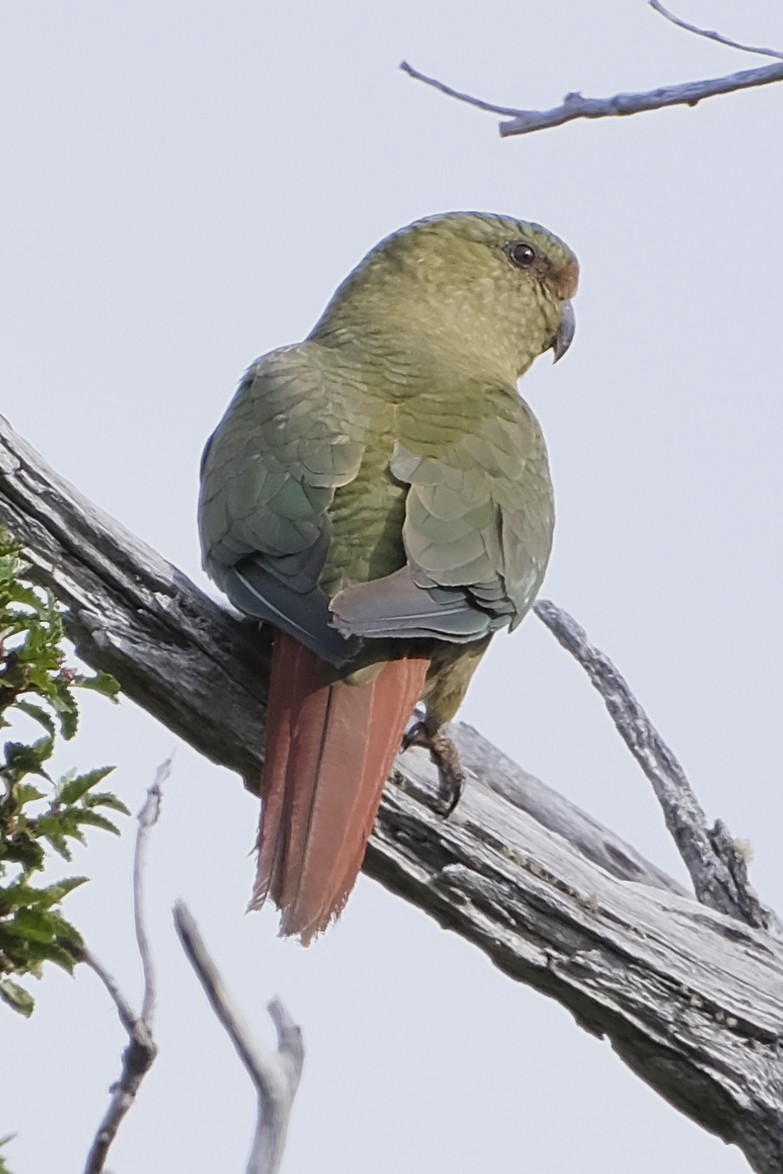 Папуга-червонохвіст короткодзьобий - ML612965006