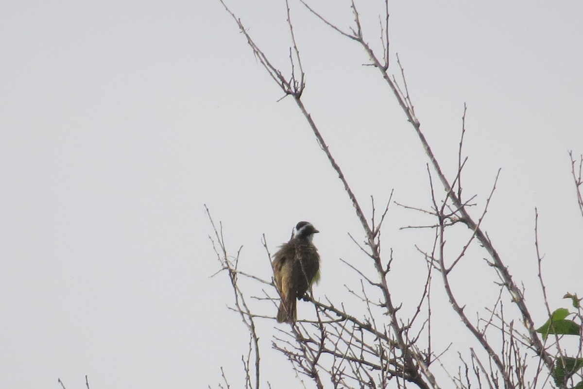 Great Kiskadee - ML61296501