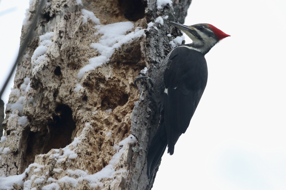 Pileated Woodpecker - ML612965071