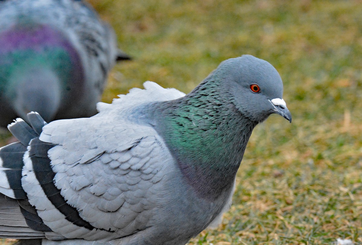 Rock Pigeon (Feral Pigeon) - Michael J Good