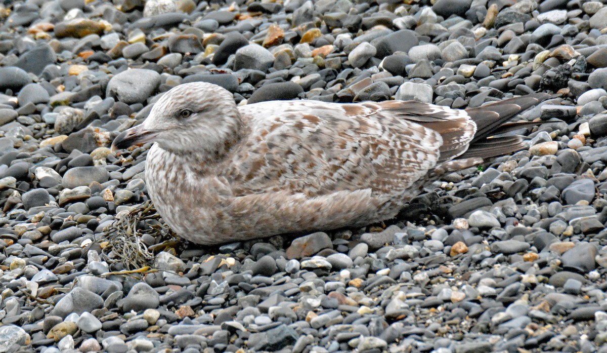 Herring Gull (American) - ML612965103