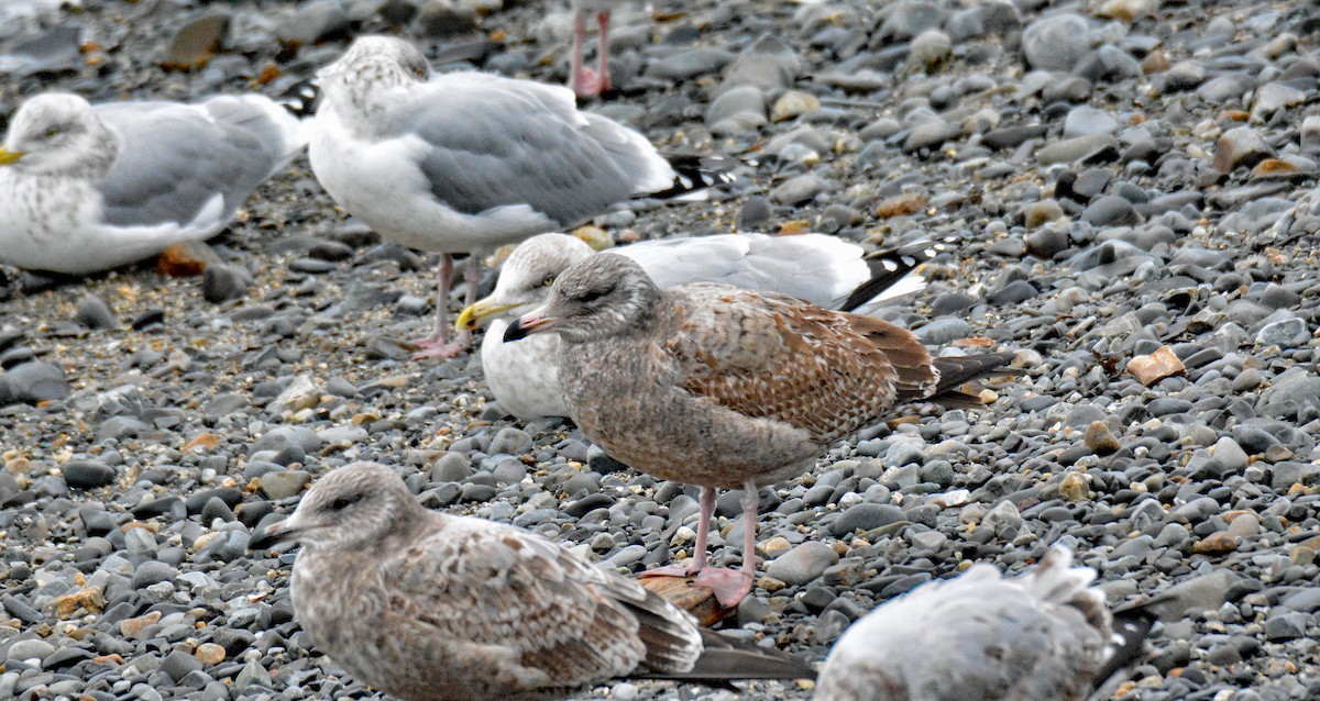 Herring Gull (American) - ML612965110