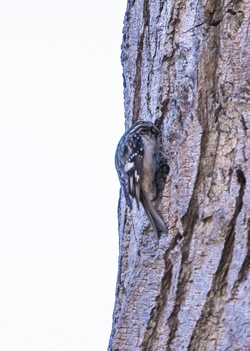 Brown Creeper - ML612965144