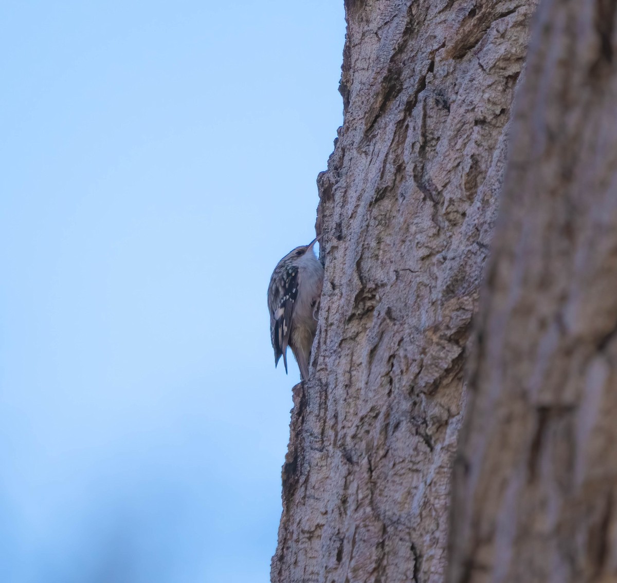 Brown Creeper - ML612965145