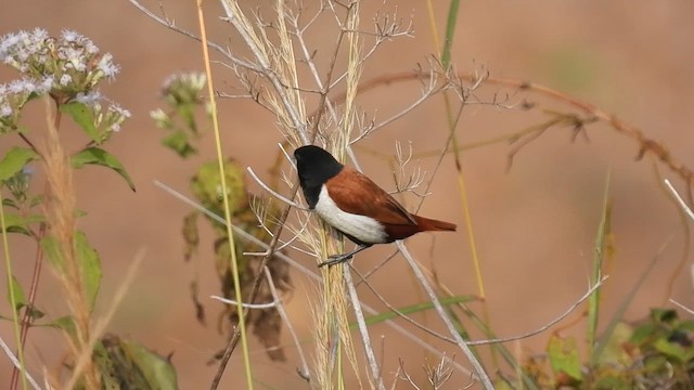 Tricolored Munia - ML612965299