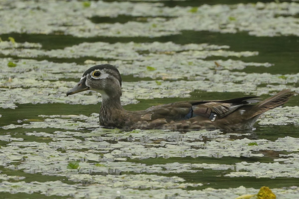 Wood Duck - ML612965336