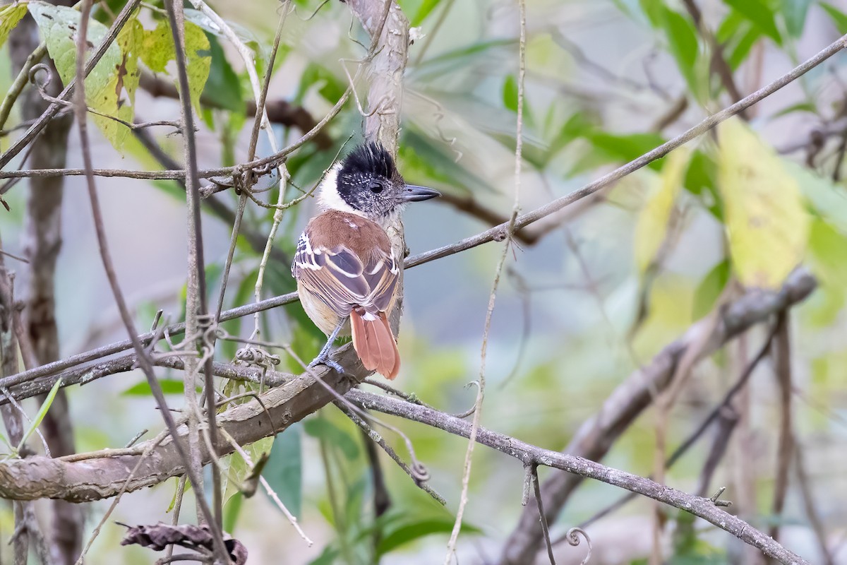 Collared Antshrike - ML612965372