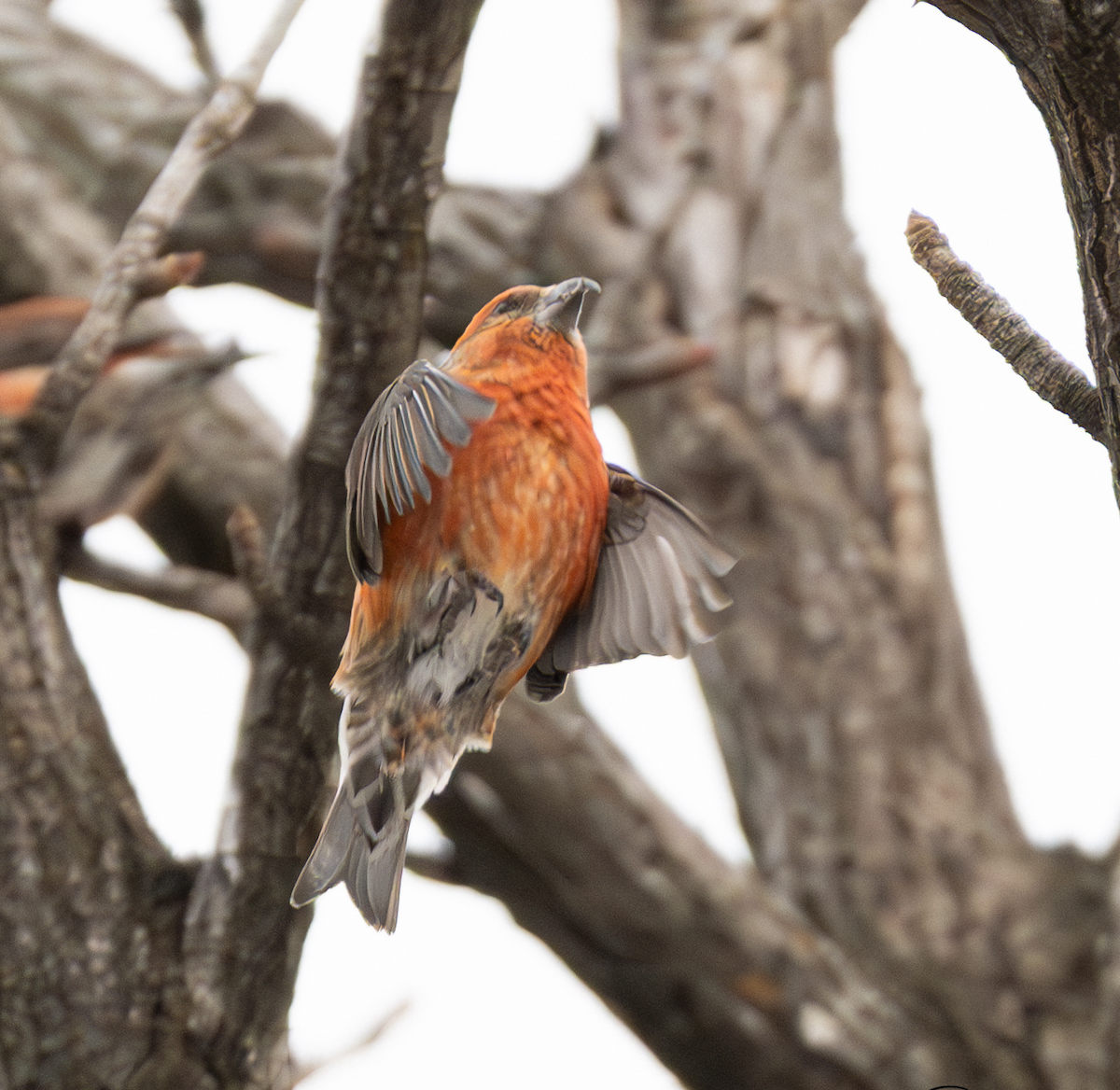 Red Crossbill - ML612965410