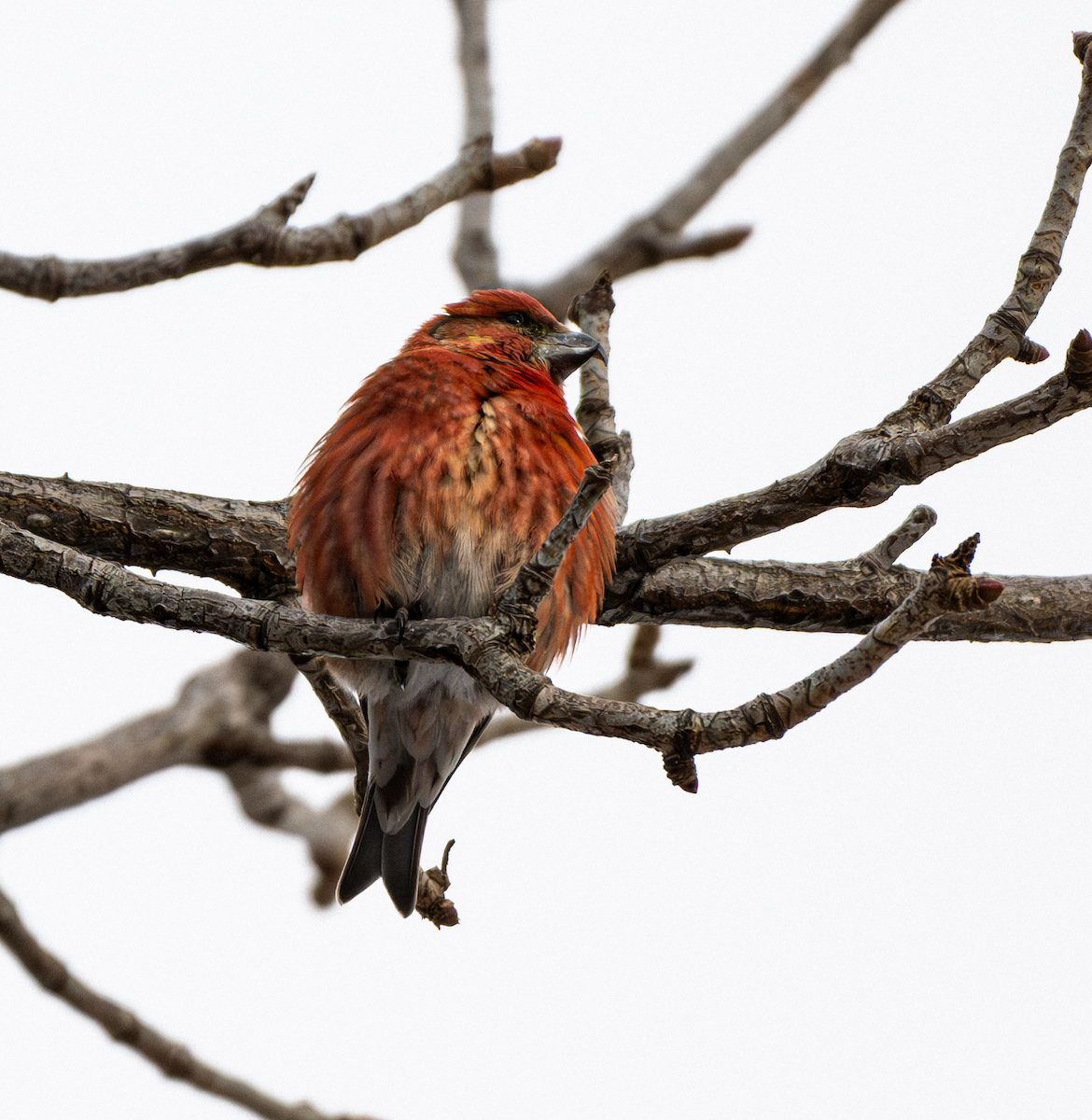 Red Crossbill - ML612965411