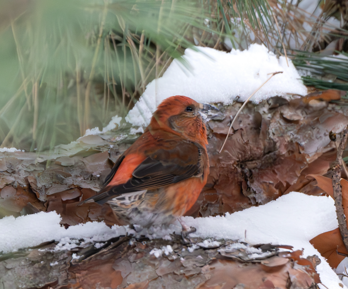 Red Crossbill - ML612965412